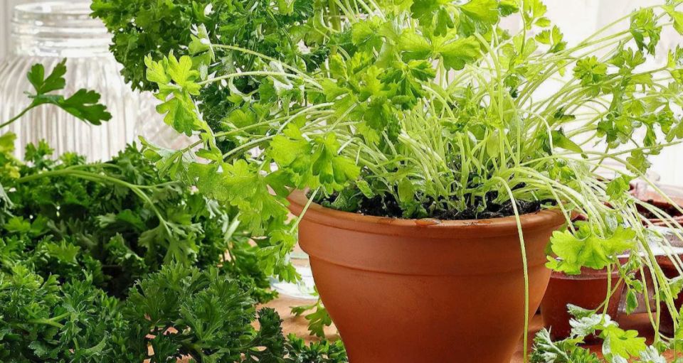Как правильно вырастить петрушку и лук на подоконнике: секреты успешного зимнего огорода