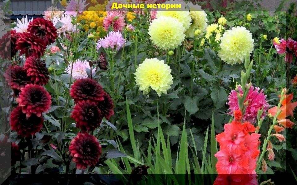 Как сохранить цветы до весны: советы по хранению луковичных и клубневых растений