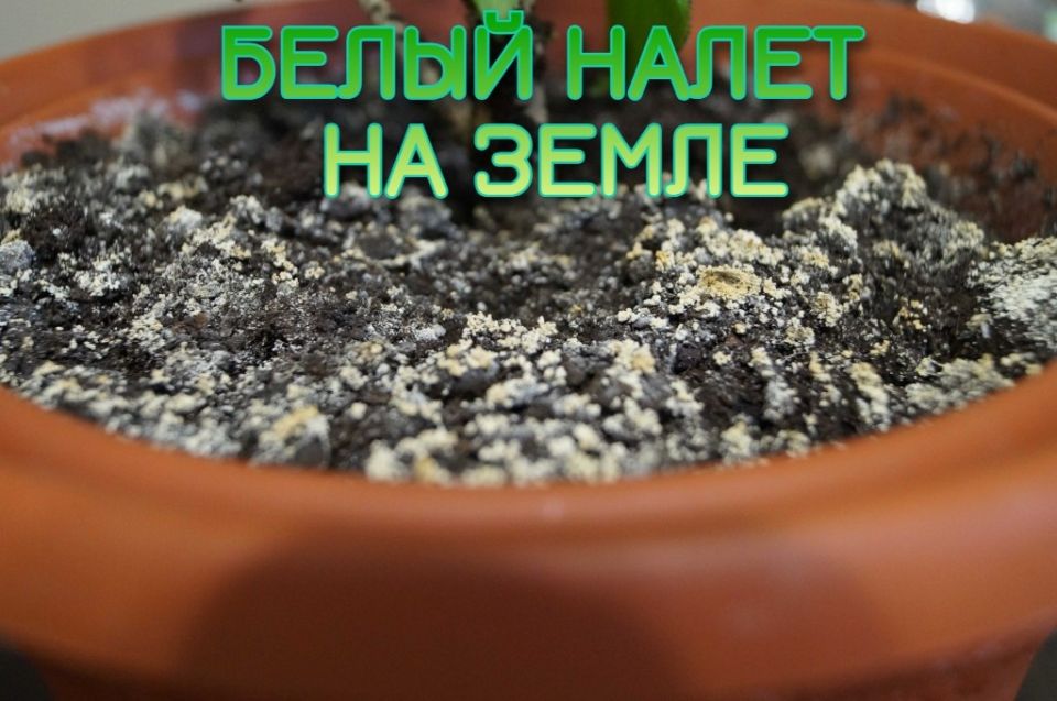 Как справиться с белым налетом у комнатных растений: советы и решения
