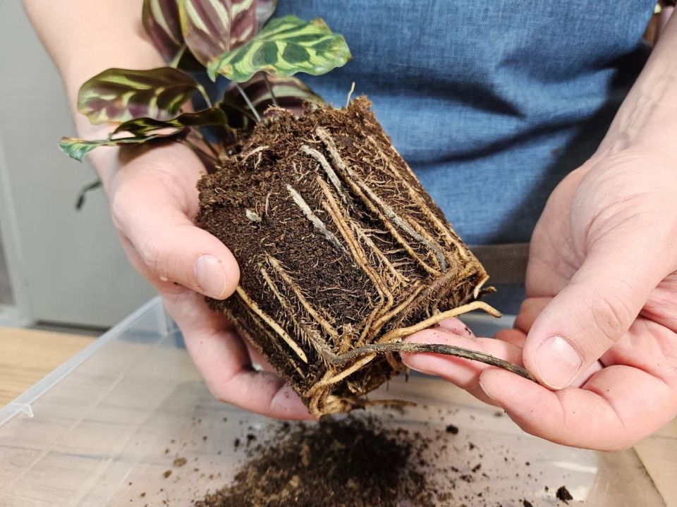 Как спасти погибающие растения: 5 шагов к восстановлению