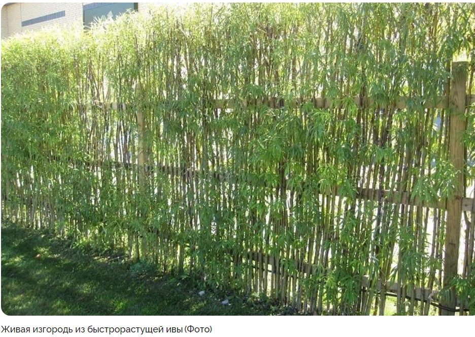 Идеи для создания живой изгороди