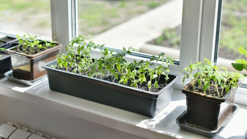 Урожай угробите на корню: эти ошибки с рассадой в «улитках» совершает каждый второй