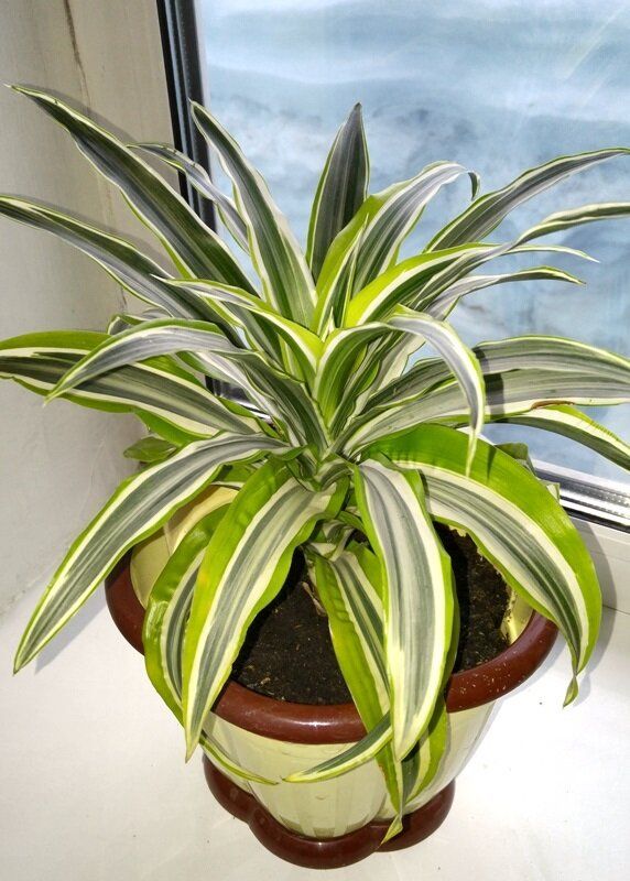 Как сохранить комнатные растения зимой: 5 секретов заботы