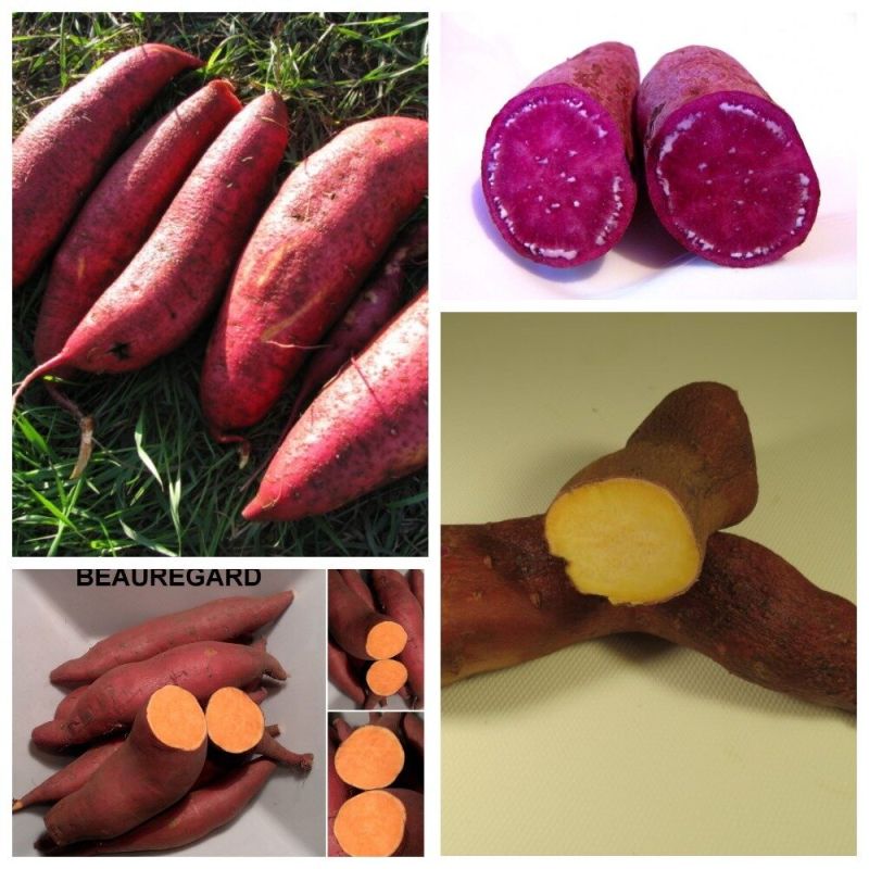 Как вырастить батат в холодном климате: советы и секреты