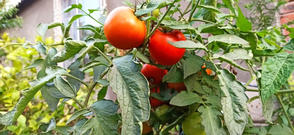 ������ � ������: ��������� ��������, �������������� ����������� ������