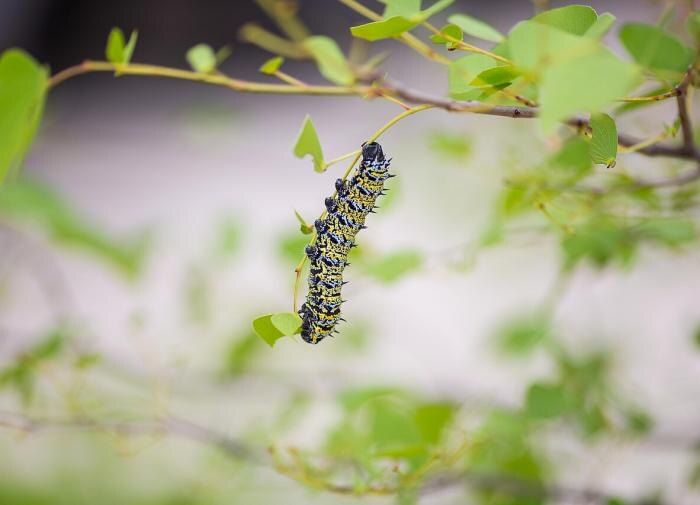 Как справиться с нашествием гусениц в саду