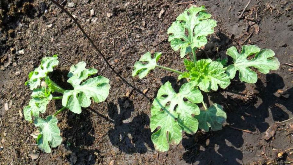 ��� ��������� ��������� �����: ������ ������ ����������