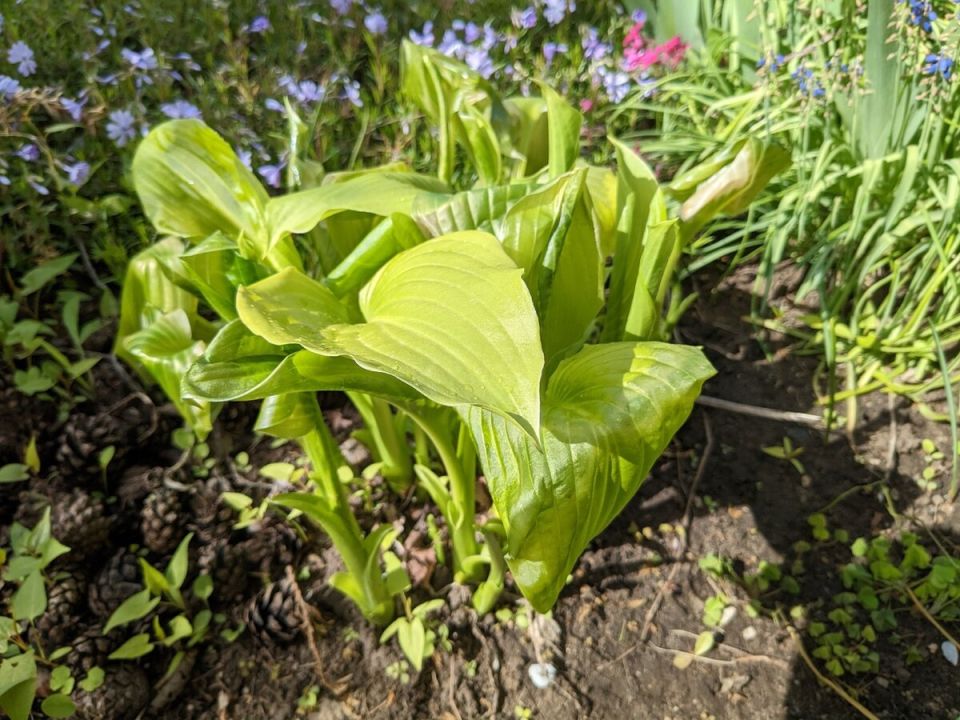 ��� ������ �������� ������ ������� �����: ����������� ����������� ��� ��������