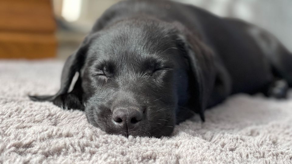 ���� ������� �� �����������: �������� ����� �� ������ �������� ������� ��� ��������