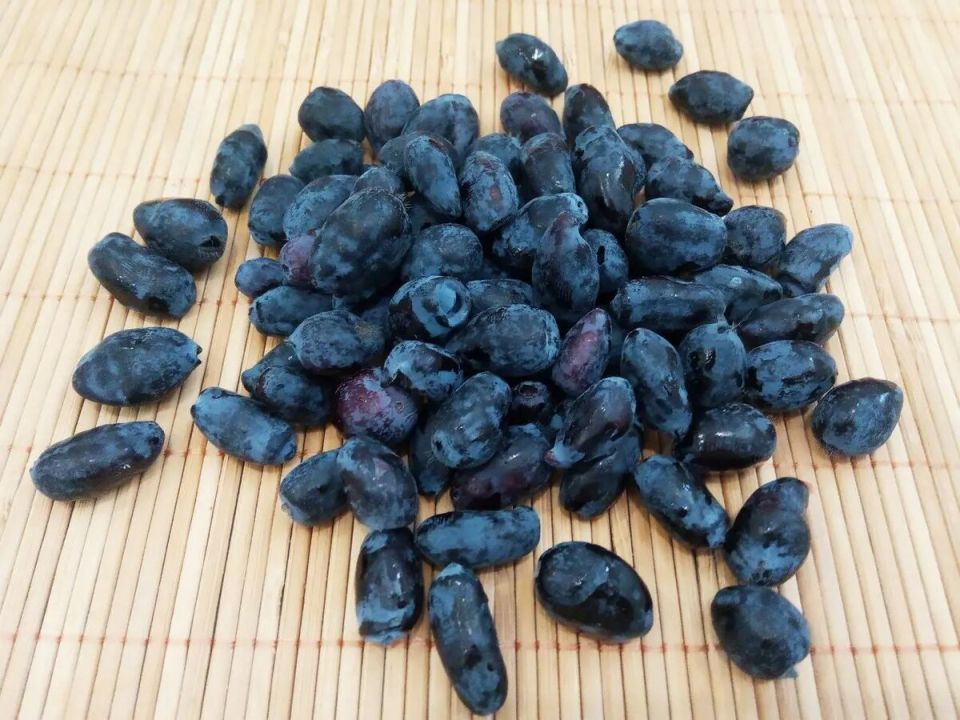 Ягоды жимолости: вкусные, полезные и начинающие завоевывать популярность