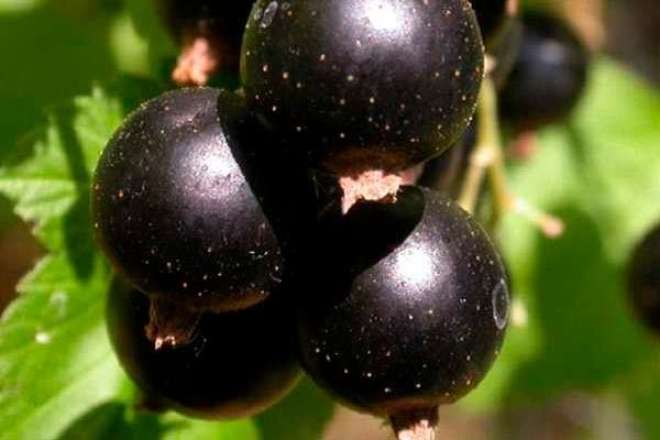 Смородина Русалка: идеальный выбор для дачников