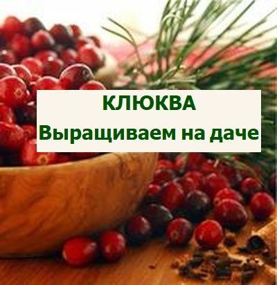 ������: ������, ���� � ������� ��������� �����������