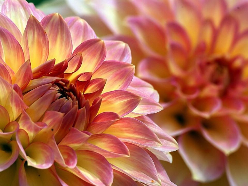 ������� ��������� ����������� ��������� ��������� � �����������