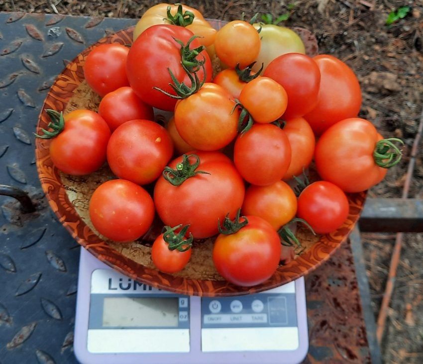 ����� ���������: ��������� ����� ��� ����������� ��������� �������