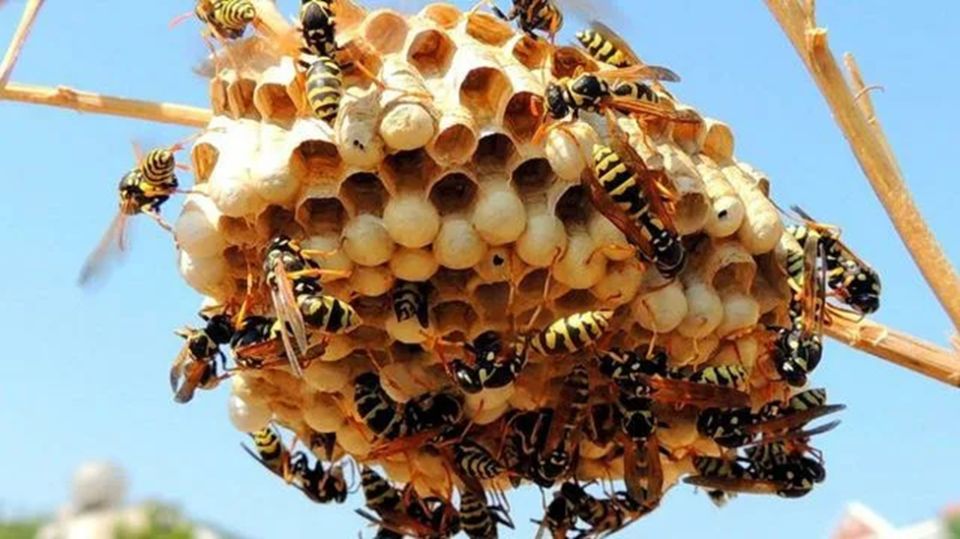 ��� ��� ����� ����������� ��� ���: ���������� � ������