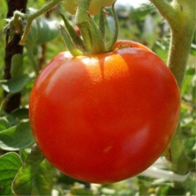 ����� ��������: ��������� ����� ��� ����������� �� ����� ����