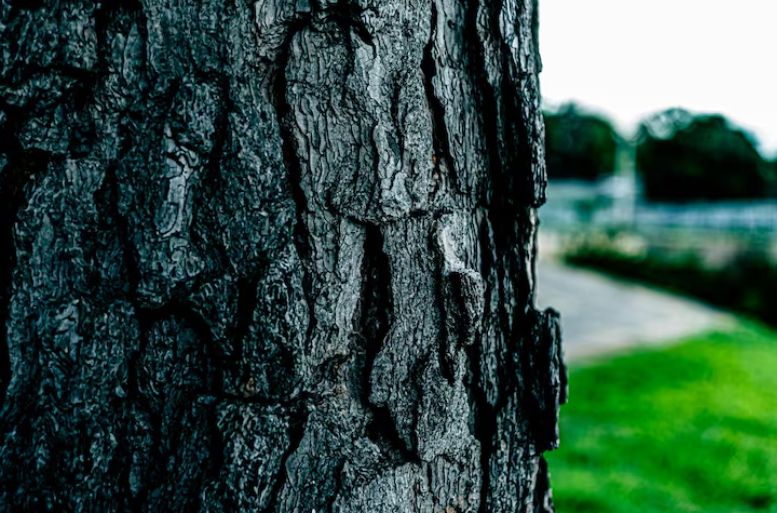 ����, ��������� ���: ��� Beauveria bassiana ������� � ���������