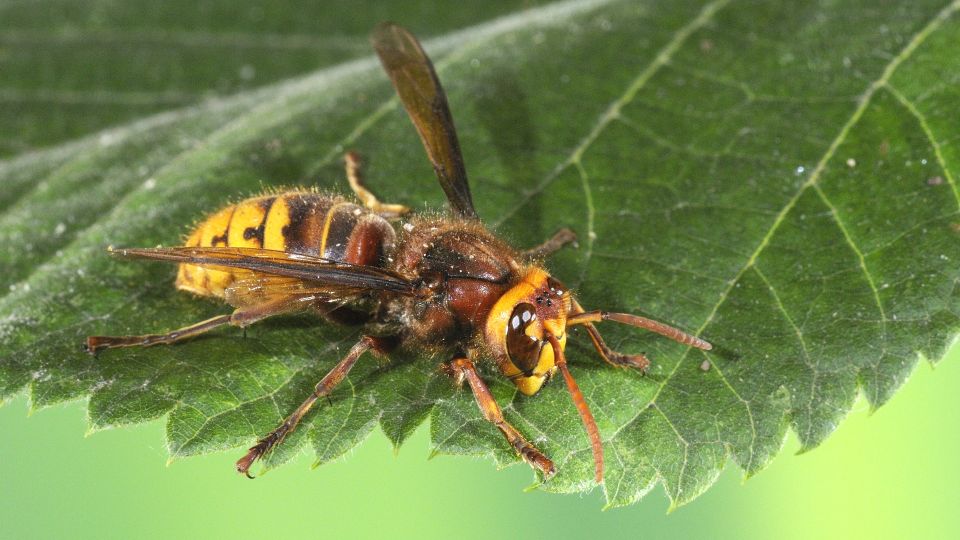 ��� �� ���������� � ���� ��: ��� ����� �����, ����� ������ ������