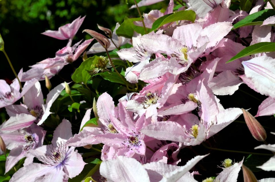 ���������� ��������� '����� �������'