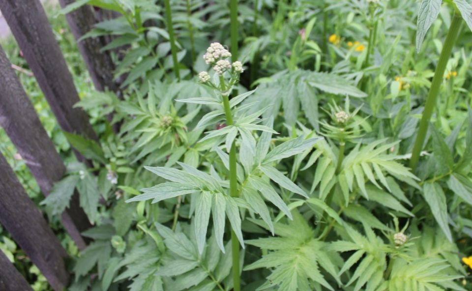 ��������� � ����� ����: ��� ��������� � ���������� �������� ��������