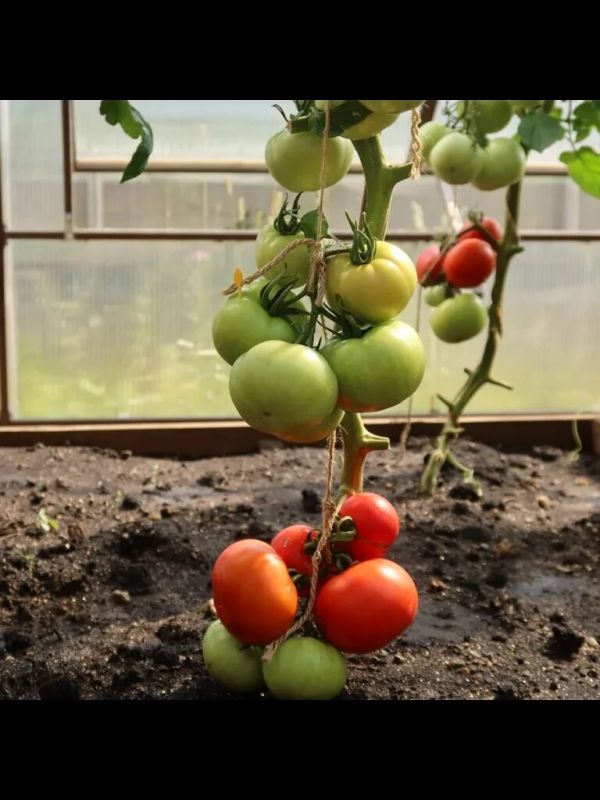 ��������� ��������: ��������� ����� ��� ������� �������