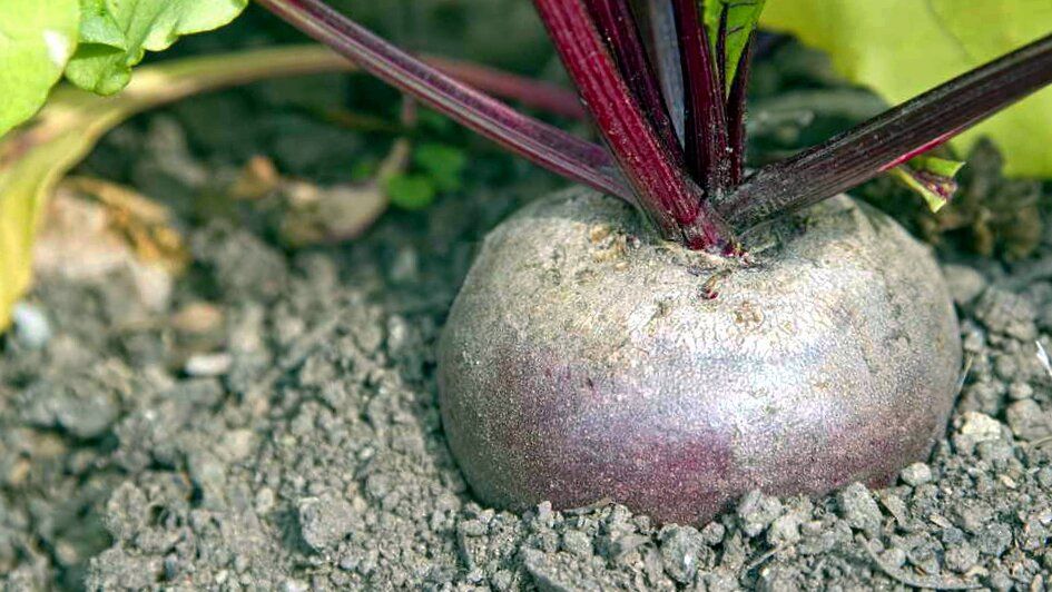 ������� ��������� ������ ������: ���� ������ ������ ��� �����