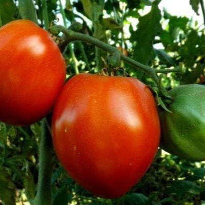 ����� �����: ������� ������ �� ��������� ������