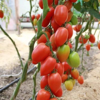 ����� ����� ���: ����� �������� ������ ������ � ������ ����� � ��������� ��������