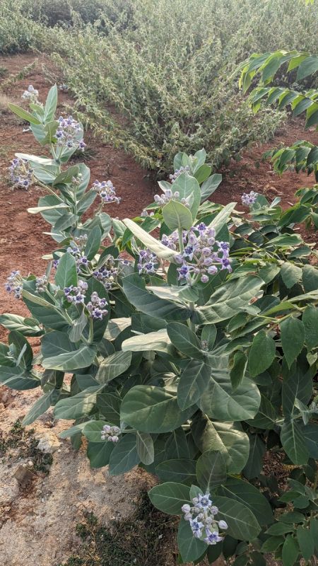 Сорняк, который может стать ресурсом будущего вместо хлопка