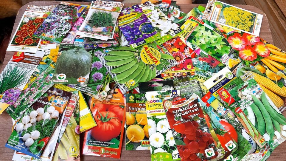 ��� ����� ���������� ������ �� ����� � �������� �����������