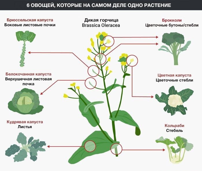 Капуста как зеркало эволюции: от сорняка к четырнадцати формам