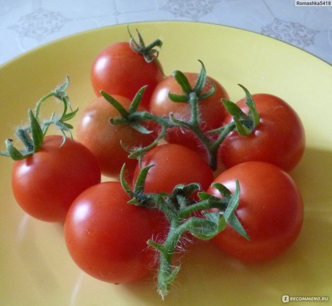 Томат чудо на подоконнике: как получить урожай круглый год в квартире