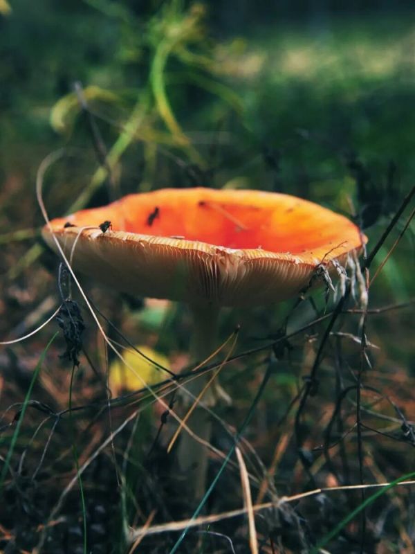 Время собирать осенние дары: что нужно знать грибникам