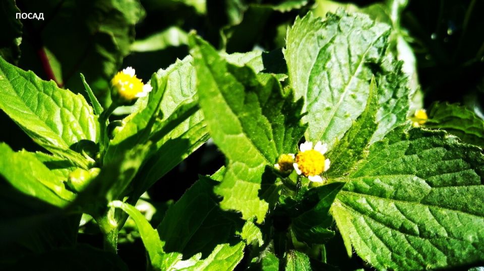 Осторожно, опасный сорняк: как избежать беды в огороде