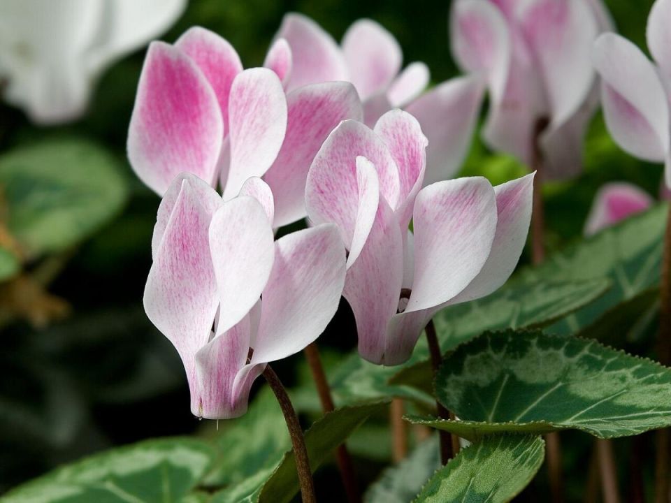 Умный полив цикламена: как избежать гнили и продлить цветение