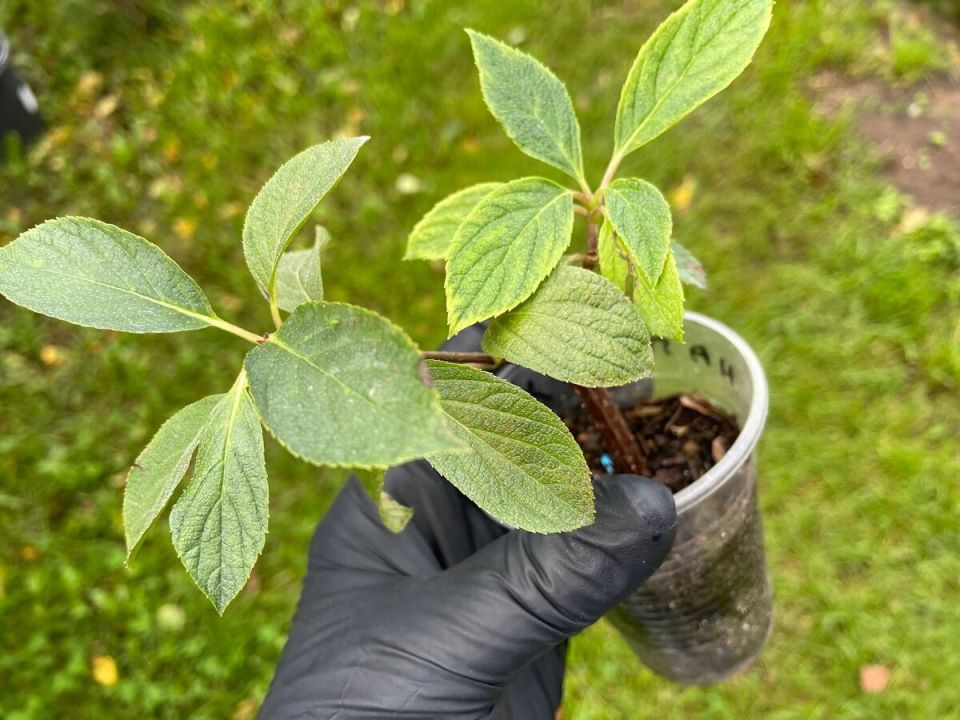 ��� ��������� ������� ������� ��������� �� ����: ������� � ������