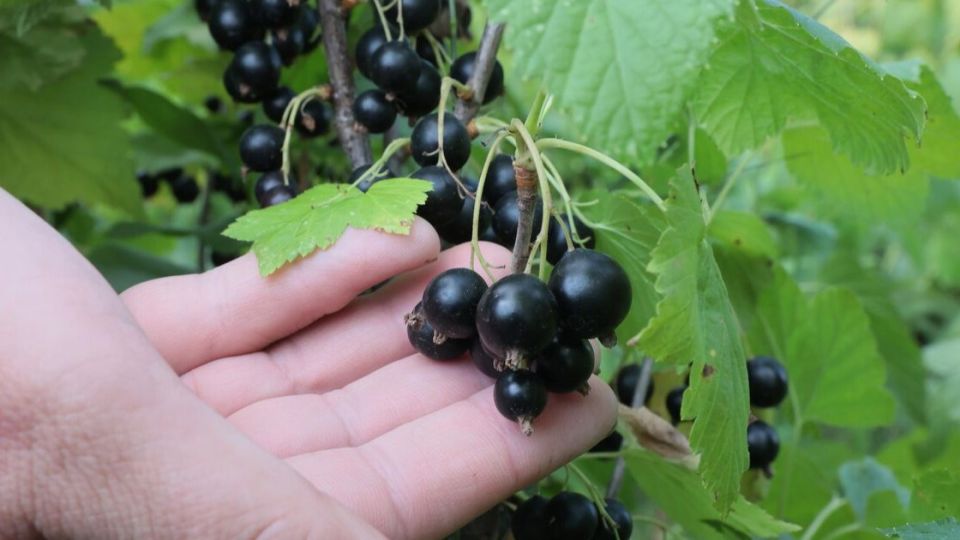 ������ ���������: ������� �������� ���������, ������� �������� ��� ������