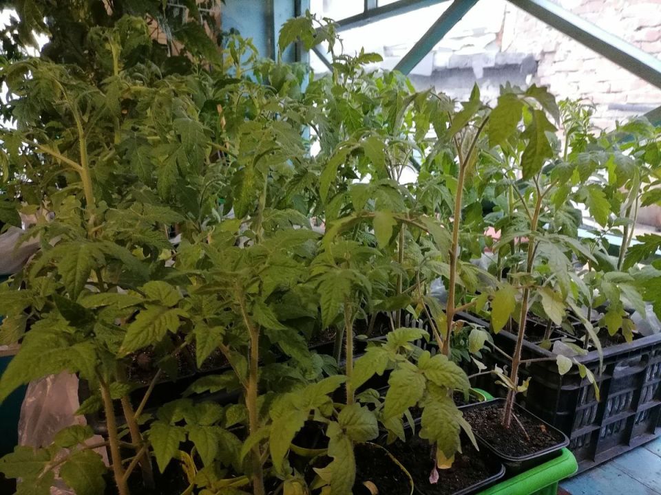 Когда высаживать помидоры в теплицу, парник и открытый грунт