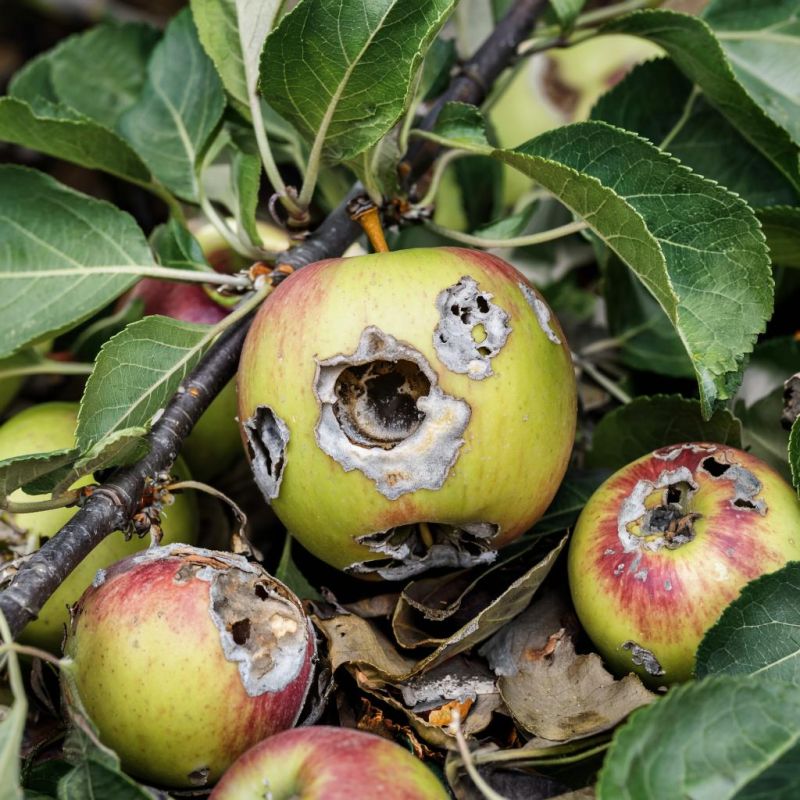 Яблочные гнили: как предотвратить гибель урожая в саду