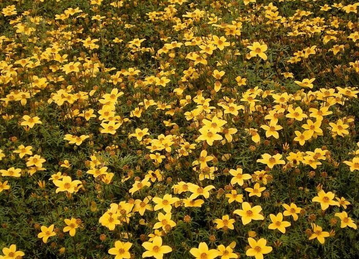 ������: ����� ������ ��� ������ ����