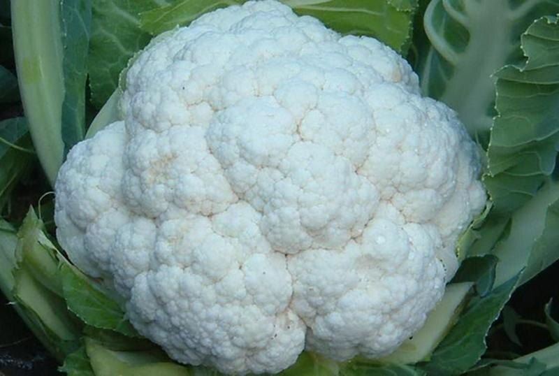 12 лучших сортов цветной капусты для весеннего посева