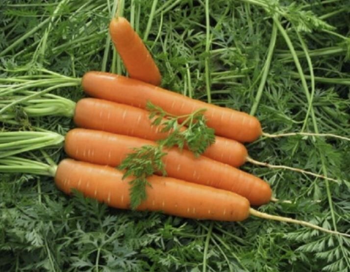 Как получить невероятно сладкую морковь: секреты успешного посева