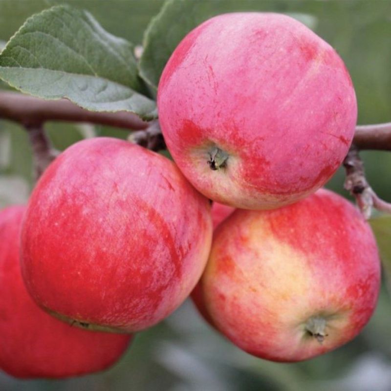 ������������� ������ ���������� ������: ��� ������� ��� ����?