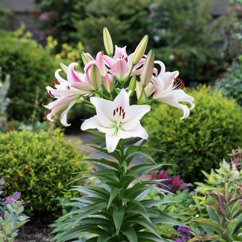 �������� ��� �����: ������������ �������� �� ��� �� ��������