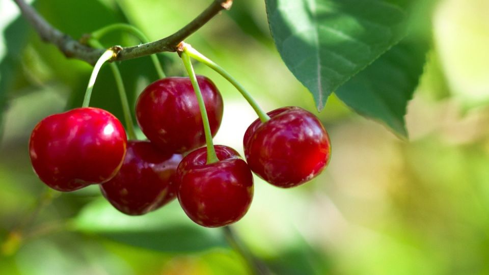 Как весенние подкормки по старинным рецептам изменили судьбу вишни