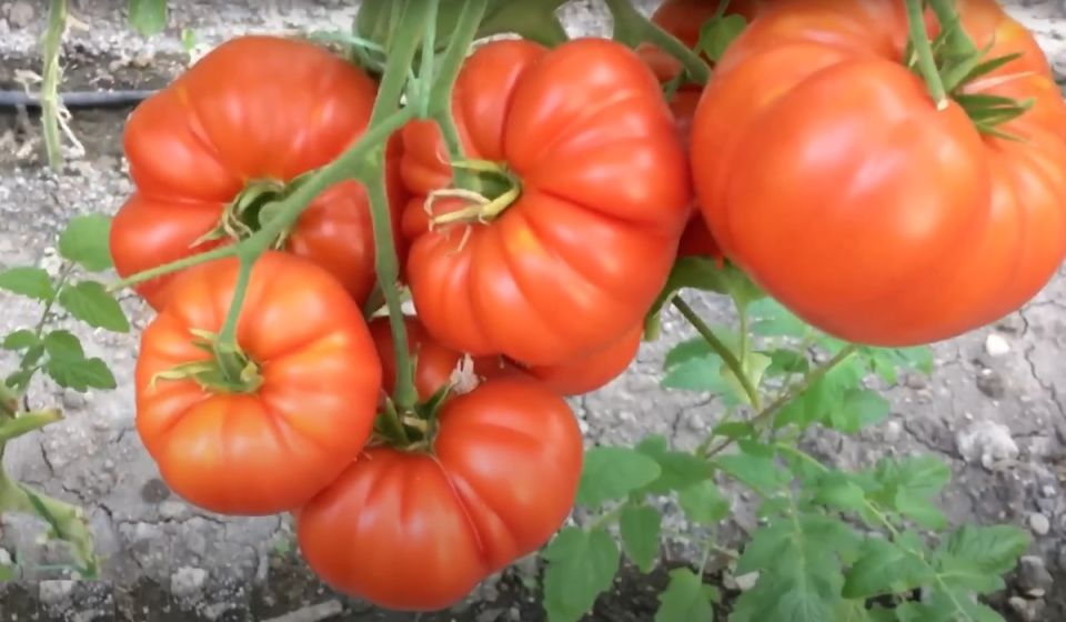 �������� ����������� �� ����� �� �������� � �������