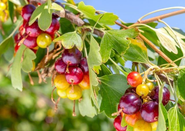 ���������� ���������: ����� �� � ������?