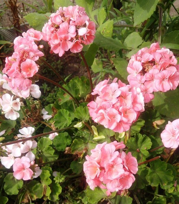 ���������� ���������� ����� �������