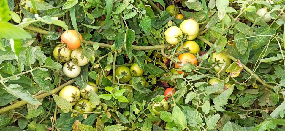 ����������� ������� ��� ������� �������: ��� ������� � �������� ������ ���� � ����������� �������