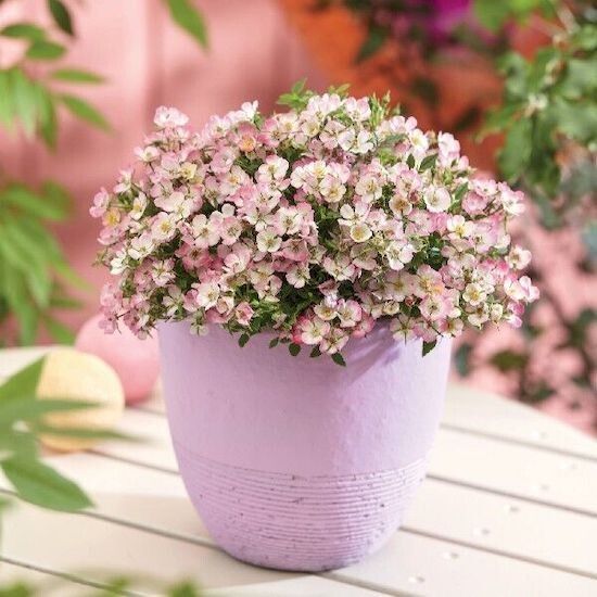 ��������� ����: ��� ���� Cute Pie ��������� ������ ����������